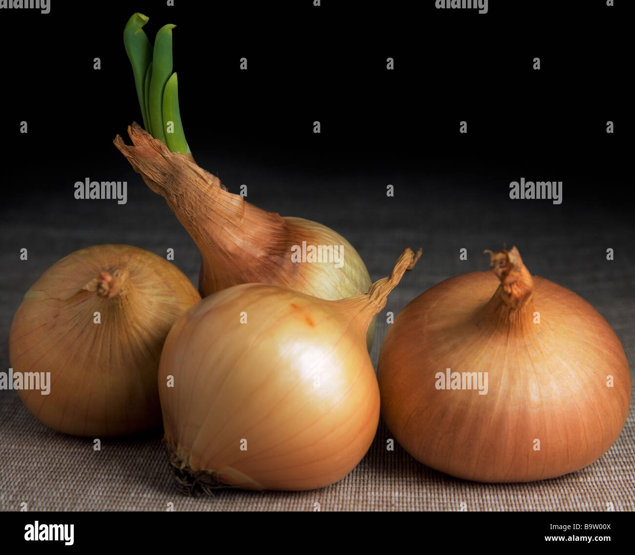Onion Stock Photo