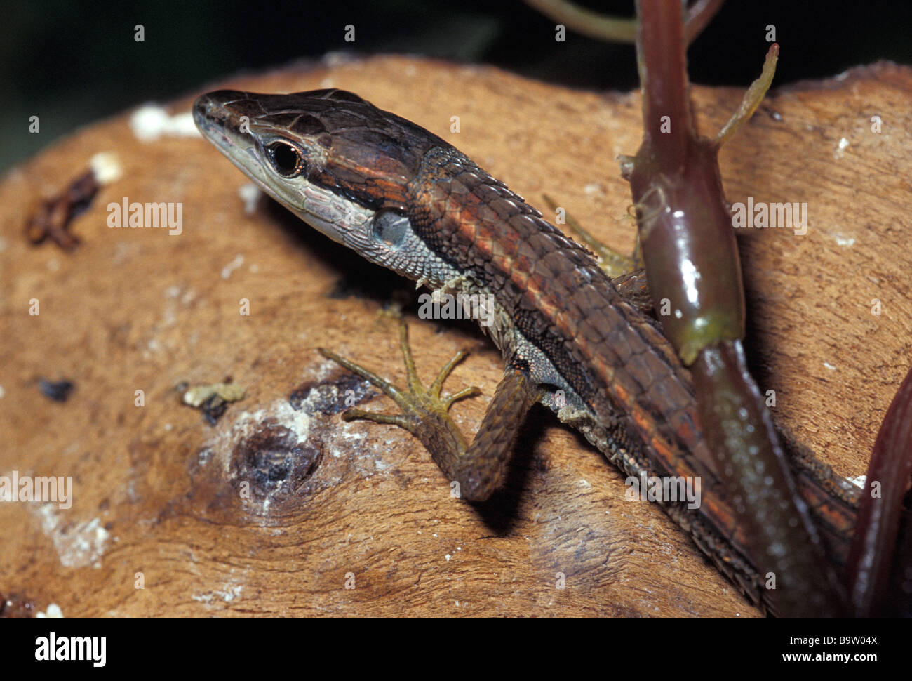 Long-tailed Grass Lizard Takydromus sexlineatus, Sauria, Asia, Lacertidae Stock Photo