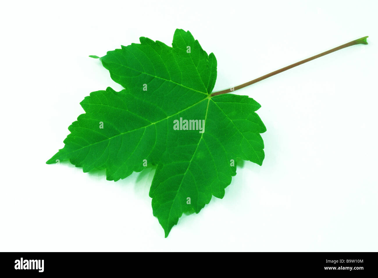 Sycamore Maple (Acer pseudoplatanus) leaf studio picture Stock Photo
