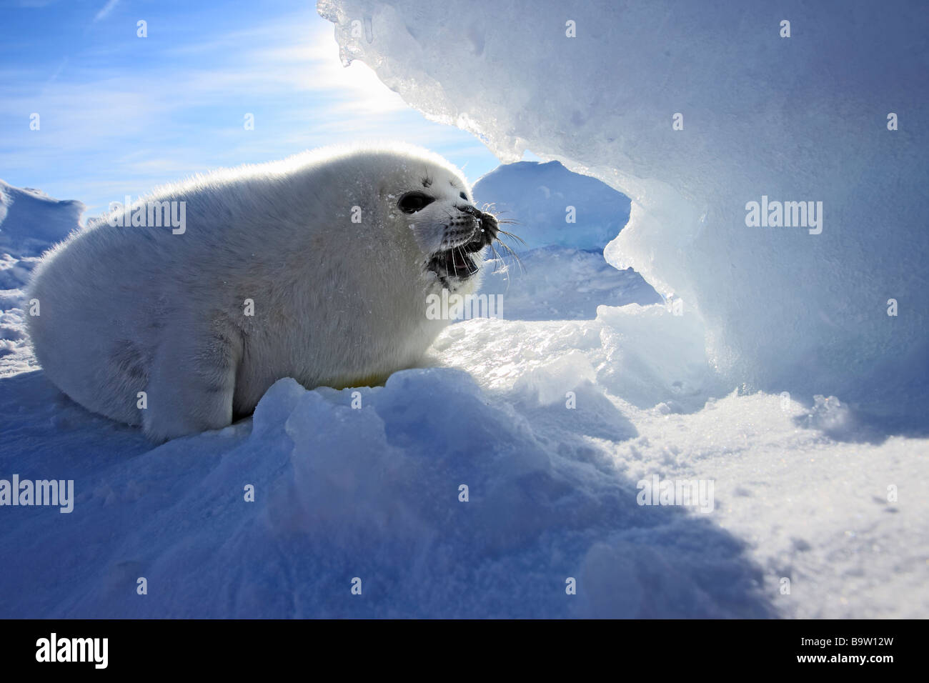 Harp Seal (Pagophilus groenlandicus), pup (whitecoat) on pack ice Stock Photo