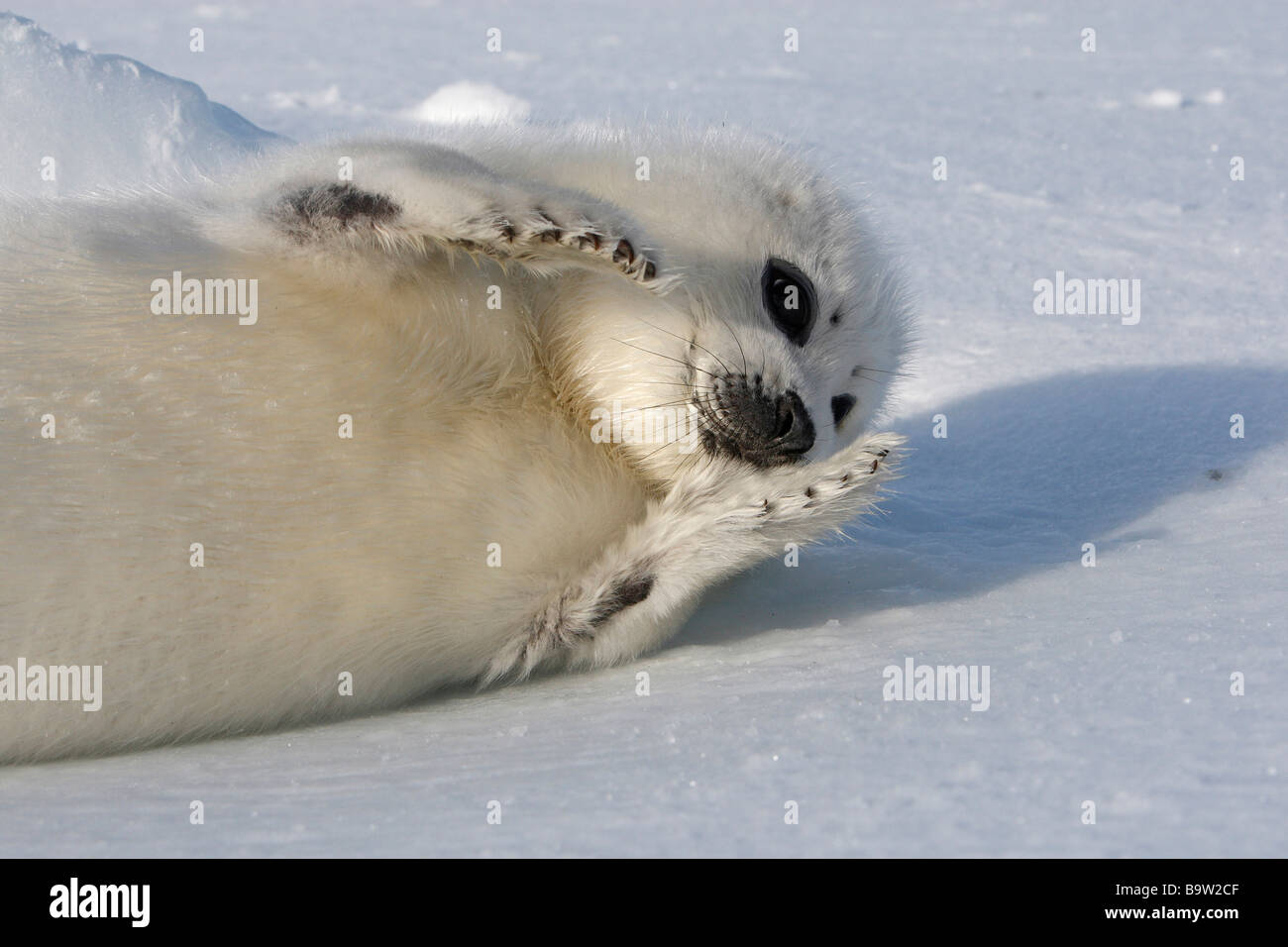 Harp Seal (Pagophilus groenlandicus). Playful pup (whitecoat) on ice Stock Photo