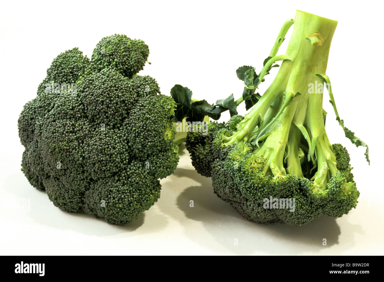 Greenspouting Broccoli (Brassica oleracea var. silvestris), fleshy flower heads, studio picture Stock Photo