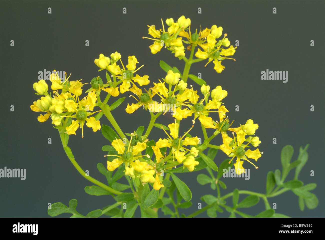 medicinal-plant-weinraute-wine-rue-common-rue-ruta-graveolens-stock