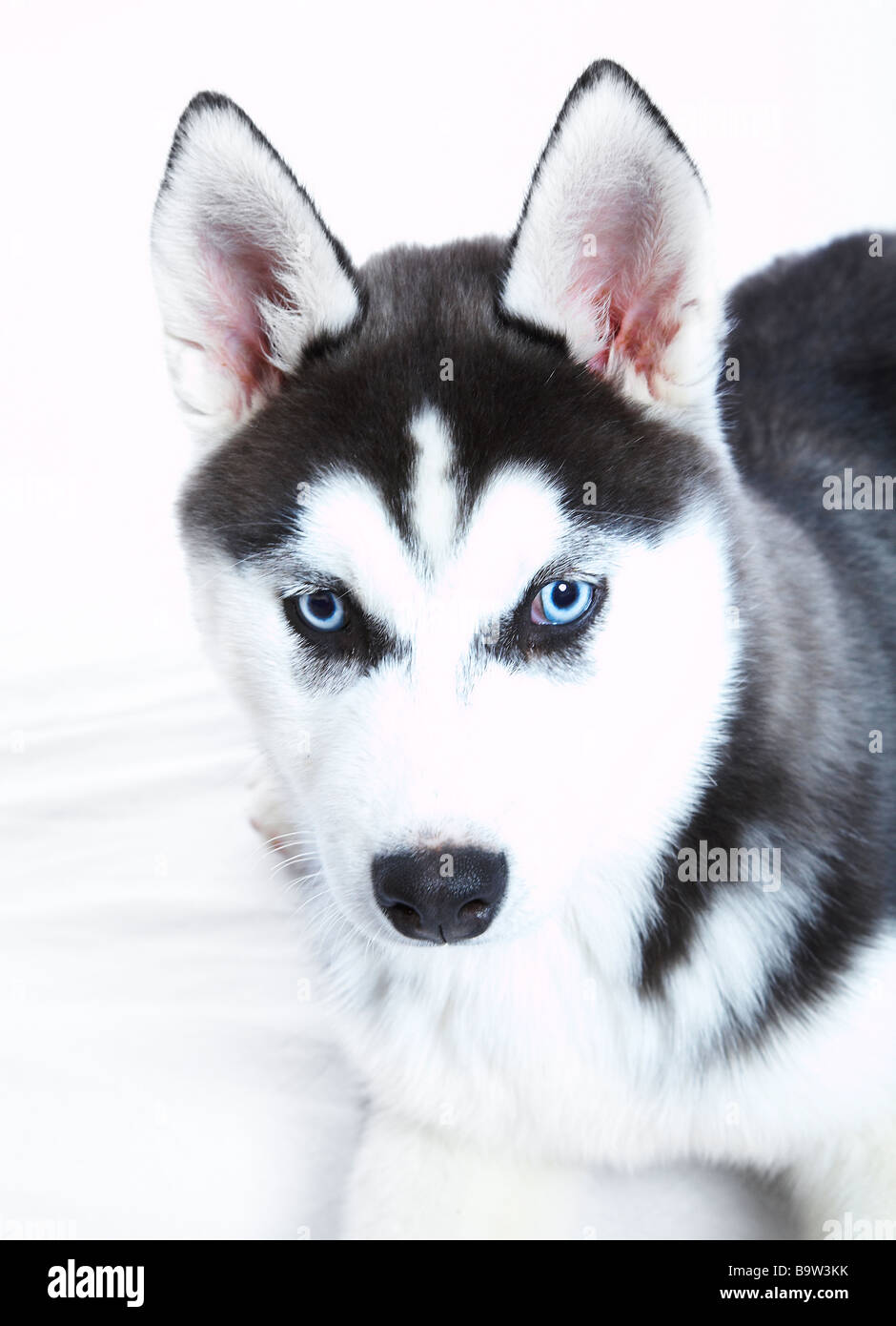 A Siberian Husky puppy Stock Photo - Alamy