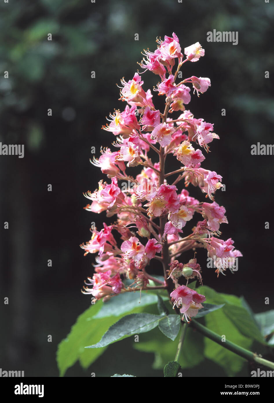 Steed spanish chestnut tree hi-res stock photography and images - Alamy