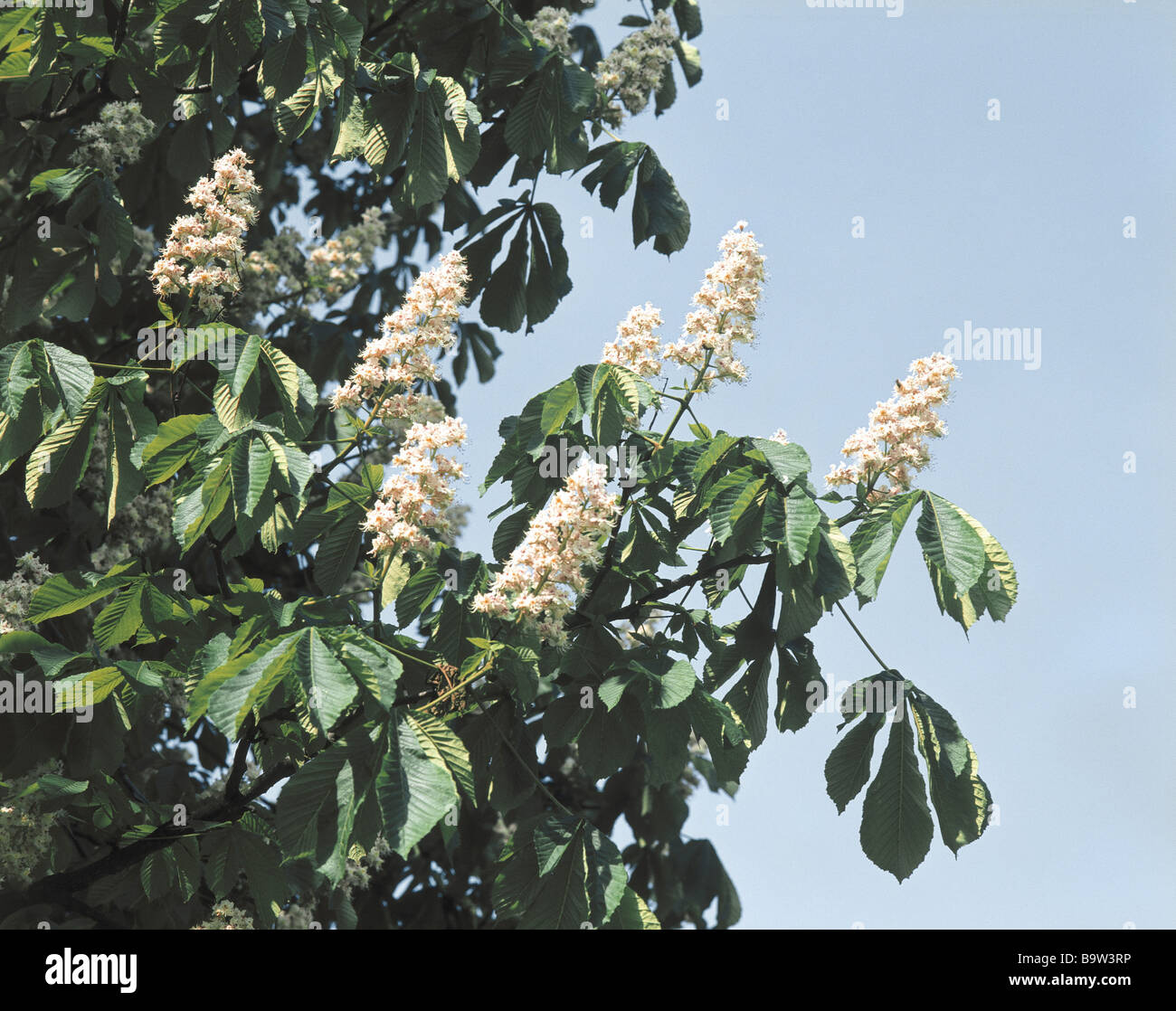 Steed spanish chestnut tree hi-res stock photography and images - Alamy