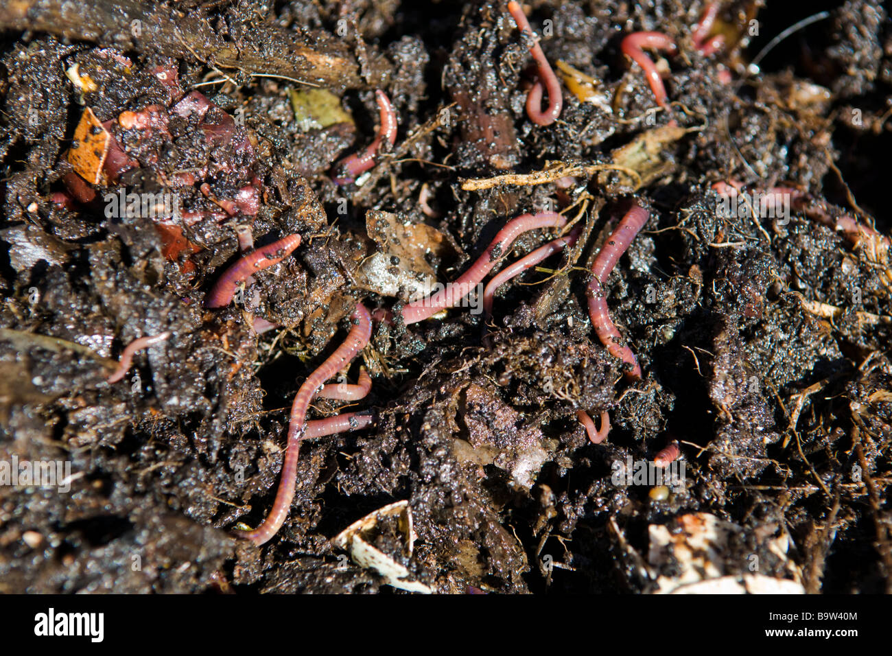 download earth worms download earth worms