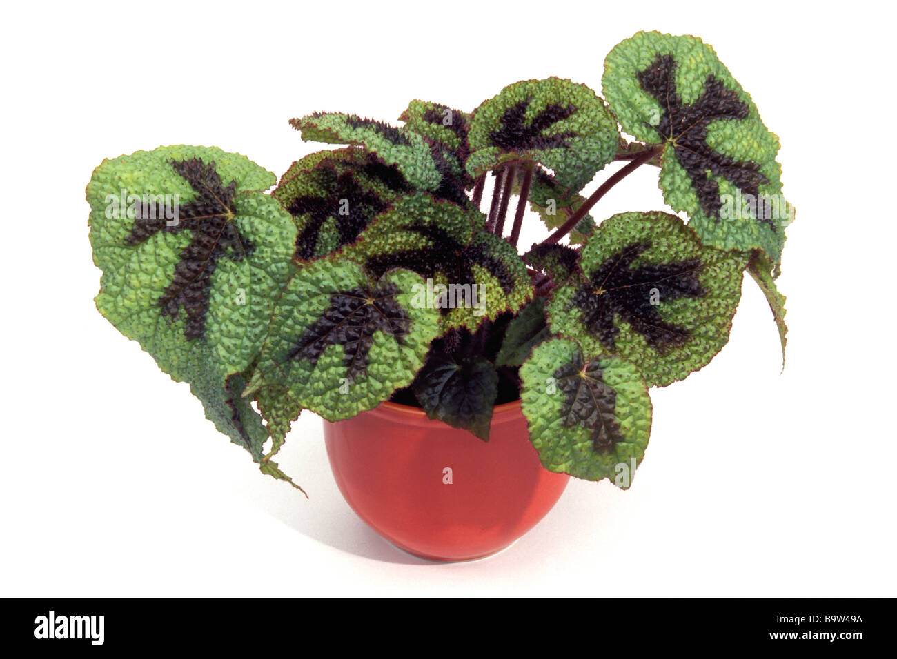 Rex Begonia ,Painted Leaf Begonia (Begonia rex hybrid) potted plant ,studio picture Stock Photo