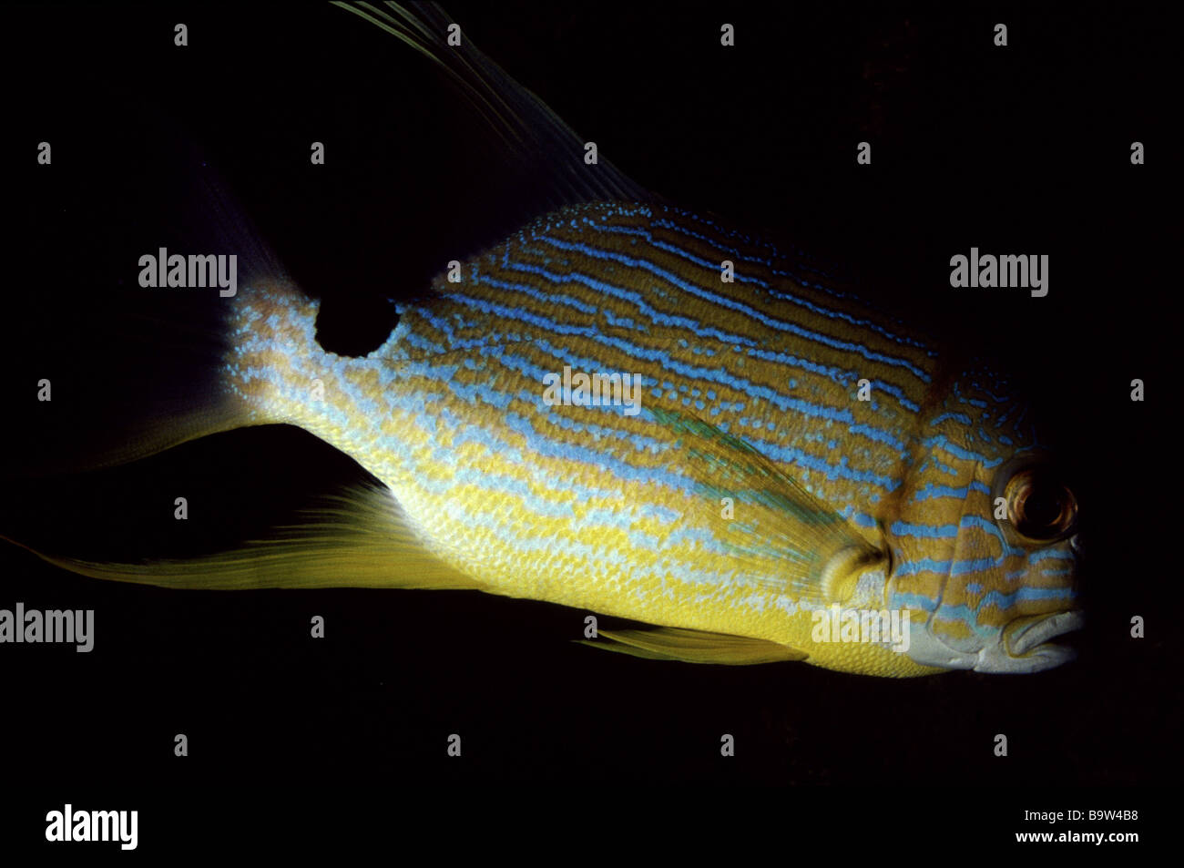 Symphorichthys spilurus Stock Photo