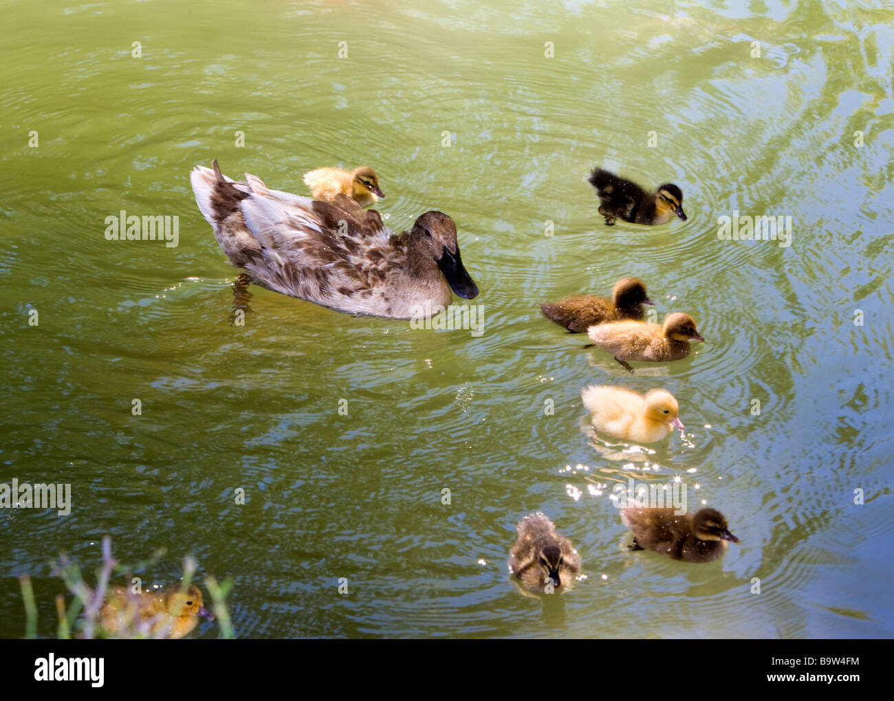 Baby Ducks Swimming With Mom