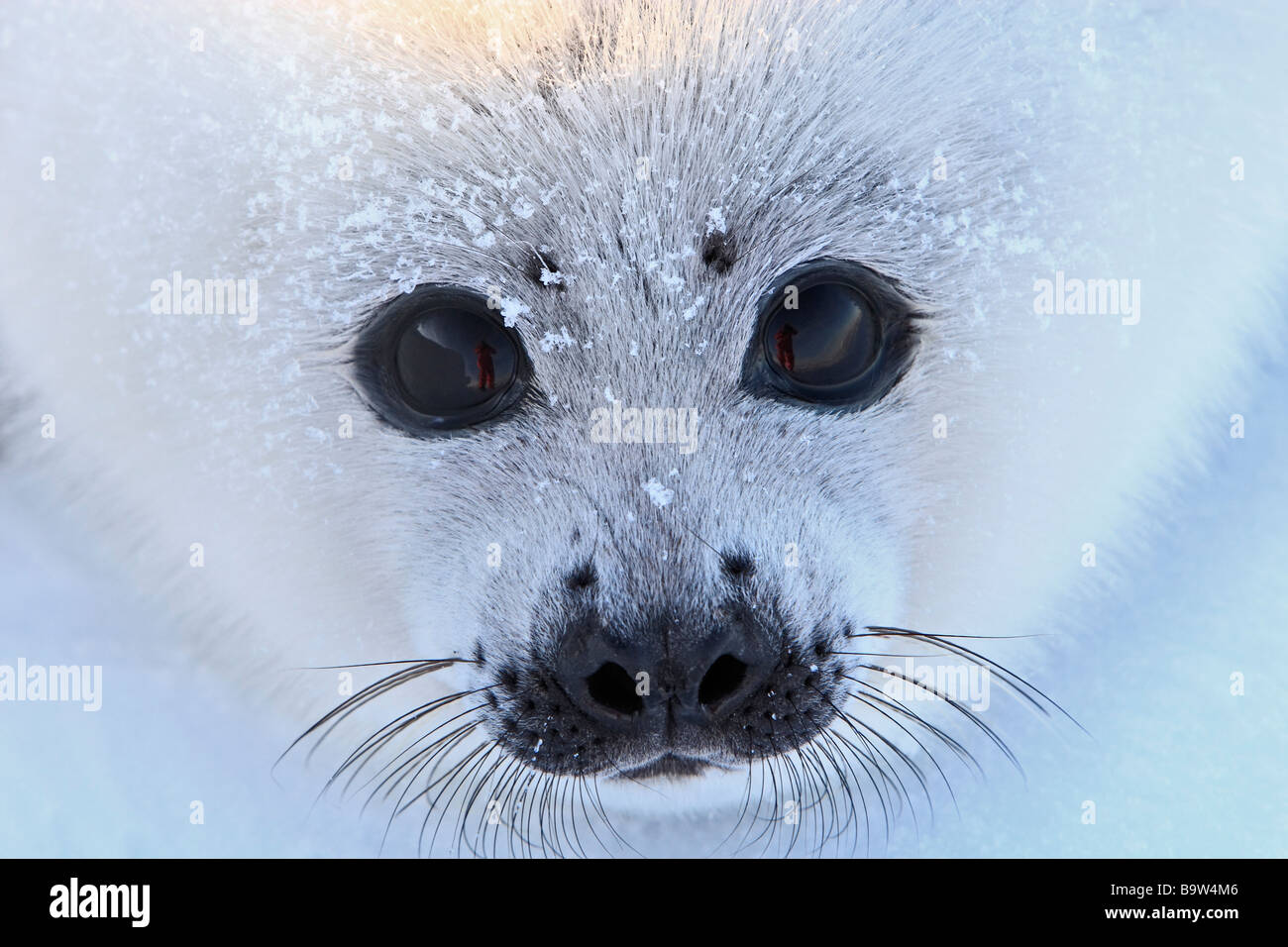 Harp Seal (Pagophilus groenlandicus). Pup (whitecoat) on ice, portrait Stock Photo