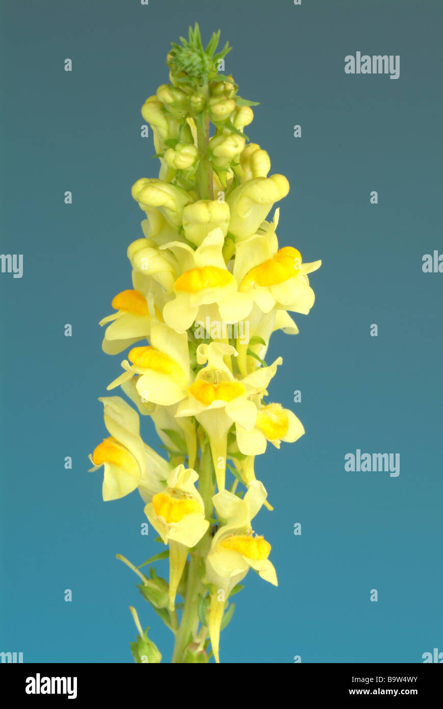 Linaria Vulgaris High Resolution Stock Photography and Images - Alamy