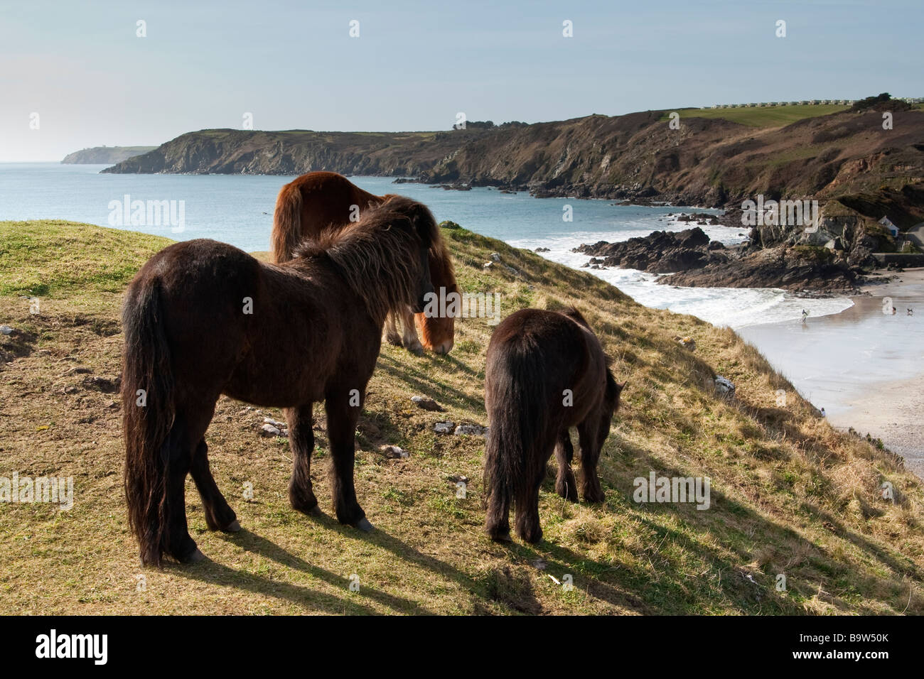 Wild ponies grazing on the cliffs, Cornwall, UK. Stock Photo
