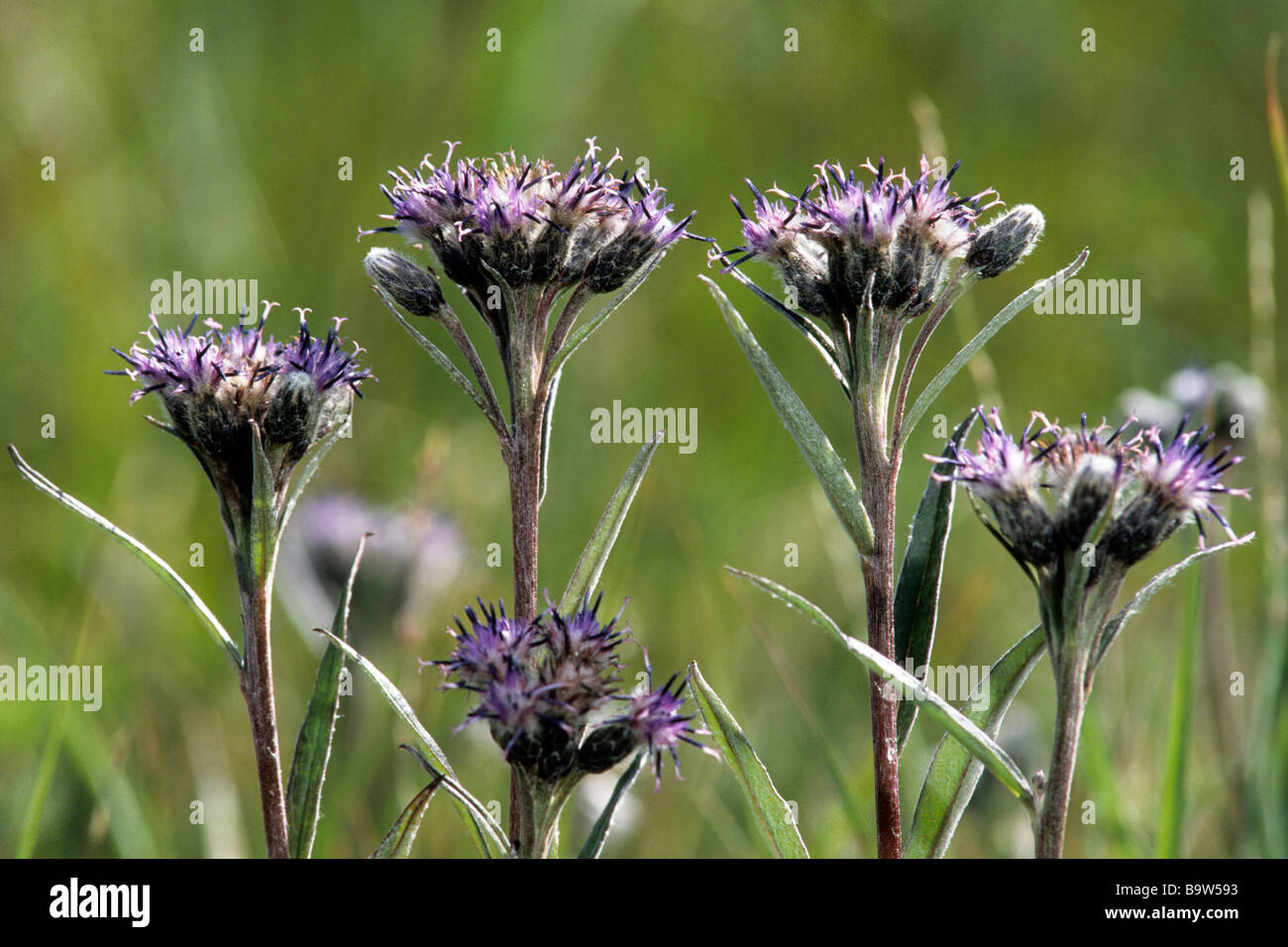 Alpine Saw Wort, Purple Hawkweed (Saussurea alpina) flowers Stock Photo