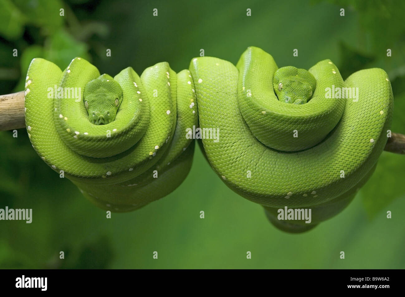 Pack of snakes hi-res stock photography and images - Alamy