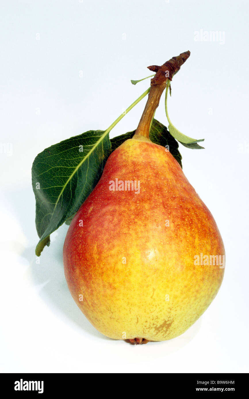 Common Pear European Pear Pyrus communis variety Clapps Liebling fruit with leaf studio picture Stock Photo