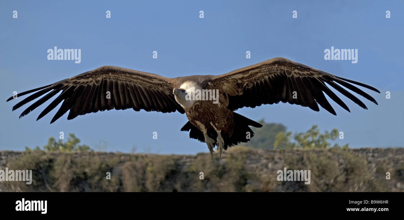 Griffon Vulture 'Gyps fulvus' Adult in flight towards camera Stock Photo