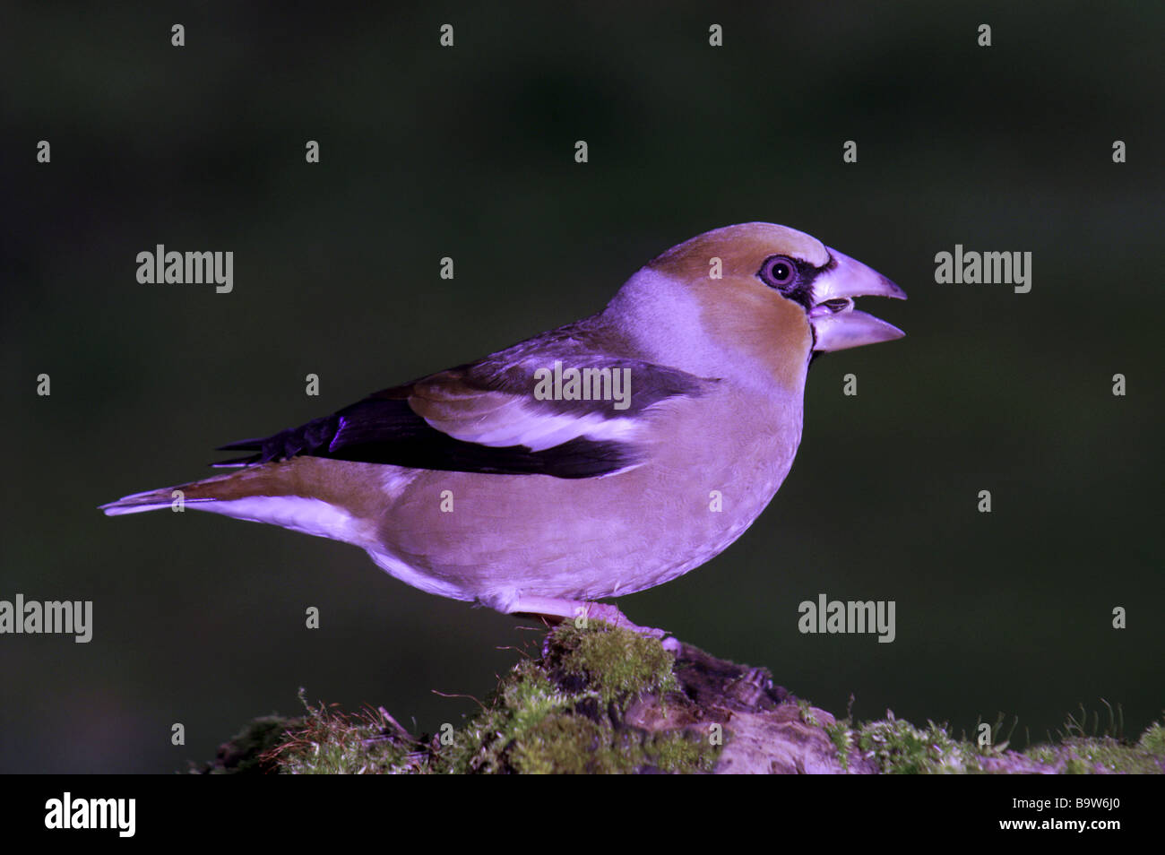 Male Hawfinch (C.coccothraustes) on a mossy log eating a sunflower seed. Stock Photo