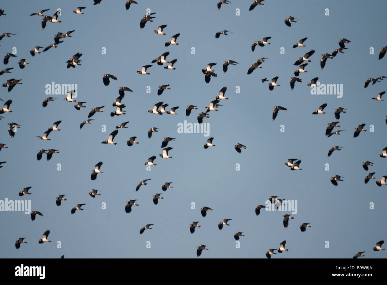 Lapwing 'Vanellus vanellus'.Section of a flock in flight. Stock Photo