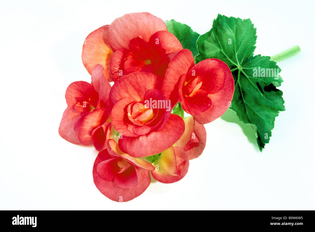 Elatior Begonia, Winter Flowering Begonia (Begonia x hiemalis), flower, studio picture. Stock Photo