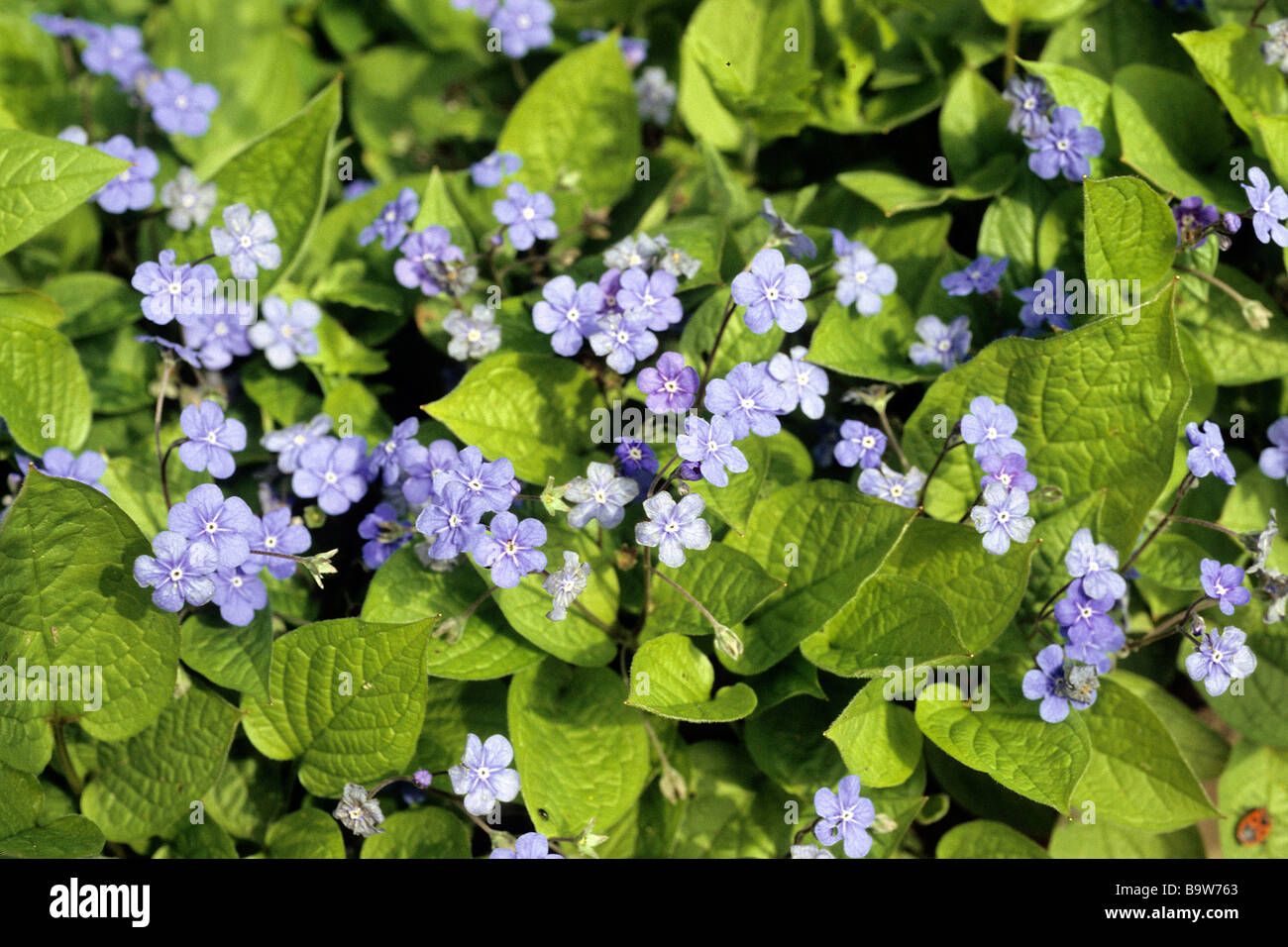 Blue Eyed Mary (Omphalodes verna), flowering stand Stock Photo