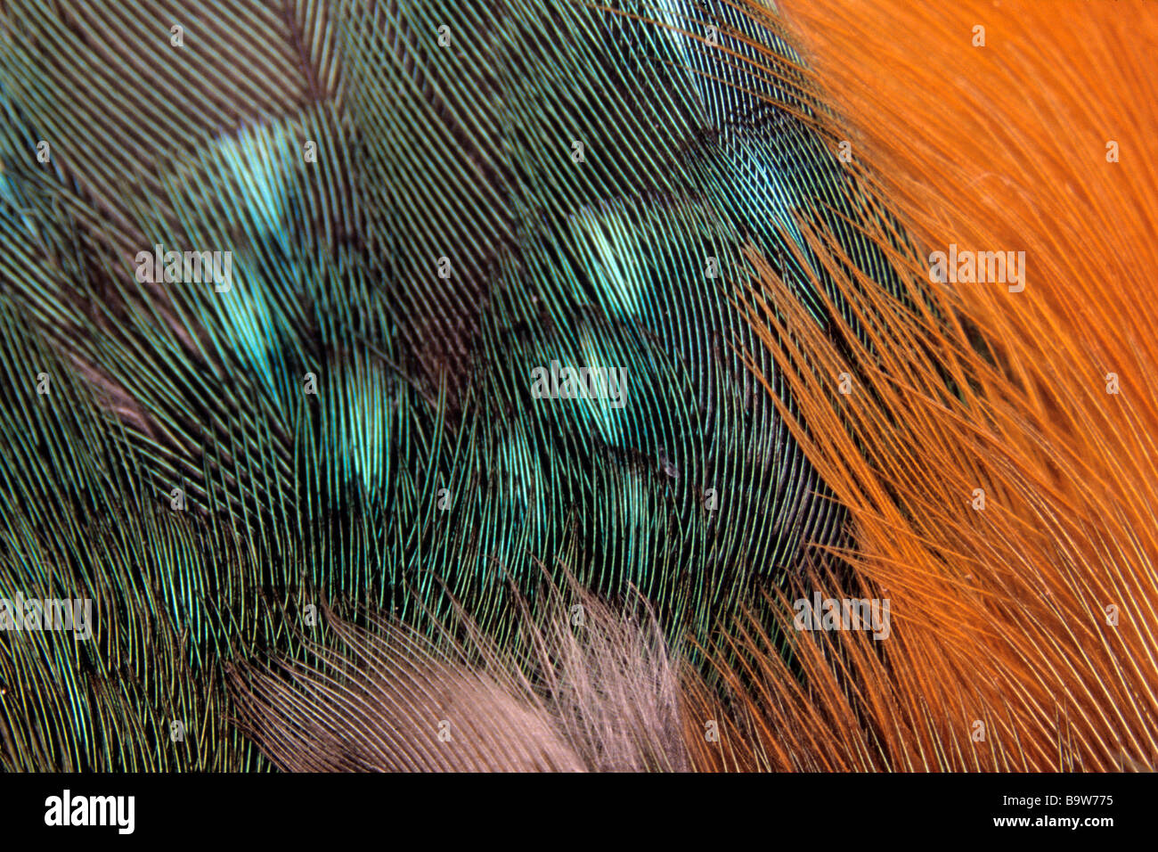 Kingfisher (Alcedo atthis), feather details of green, blue and reddish feathers Stock Photo