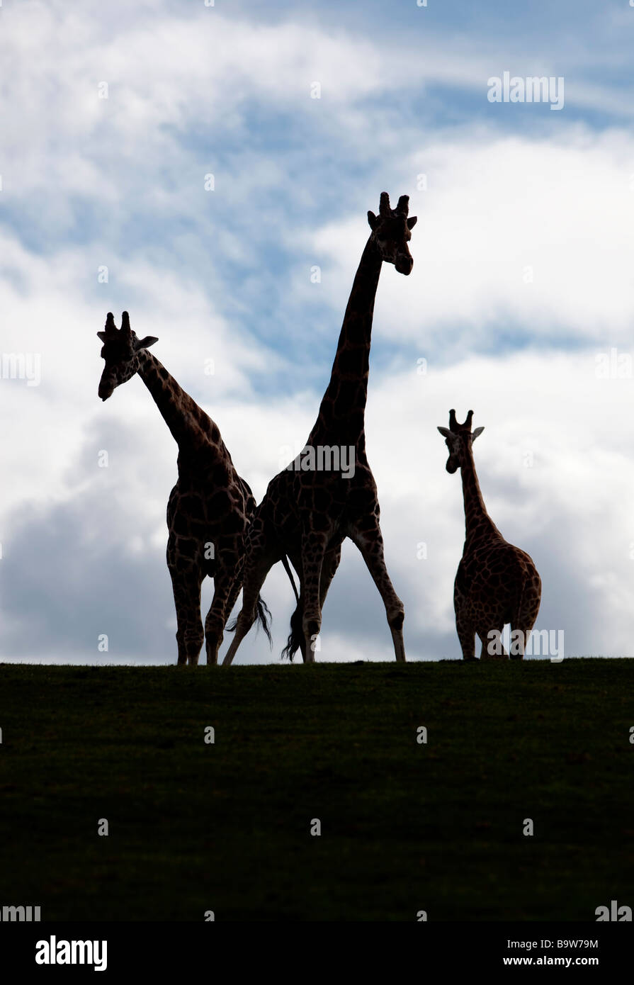 Tall silhouette hi-res stock photography and images - Alamy