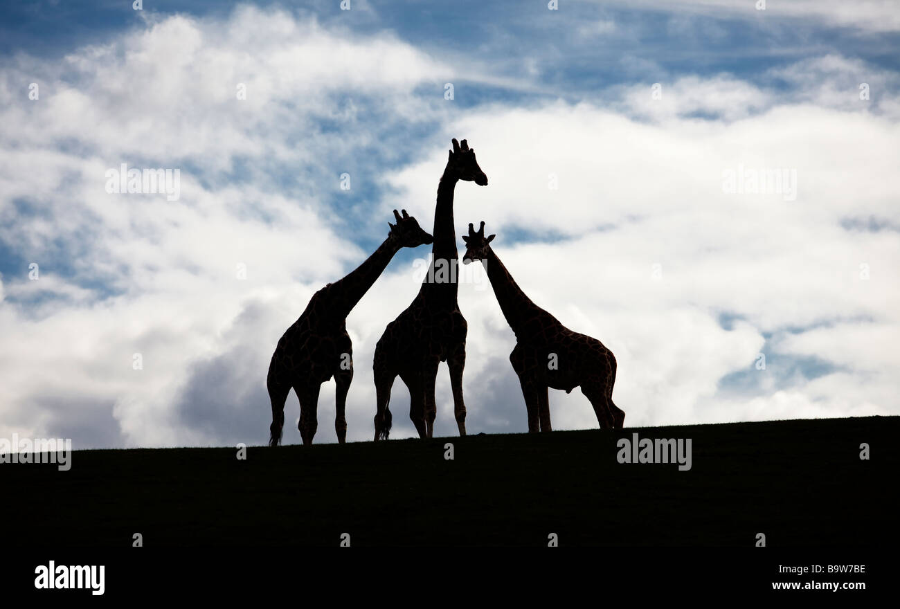 Tall silhouette hi-res stock photography and images - Alamy