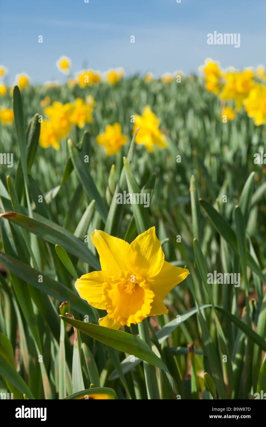 Cornish daffodils hires stock photography and images Alamy