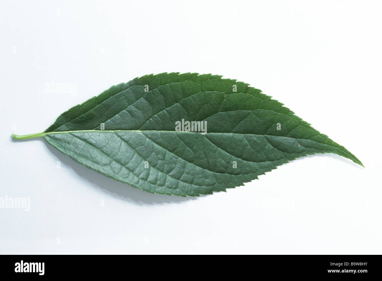Hardy Rubber Tree, Guttapercha Tree ulmoides), leaf, studio
