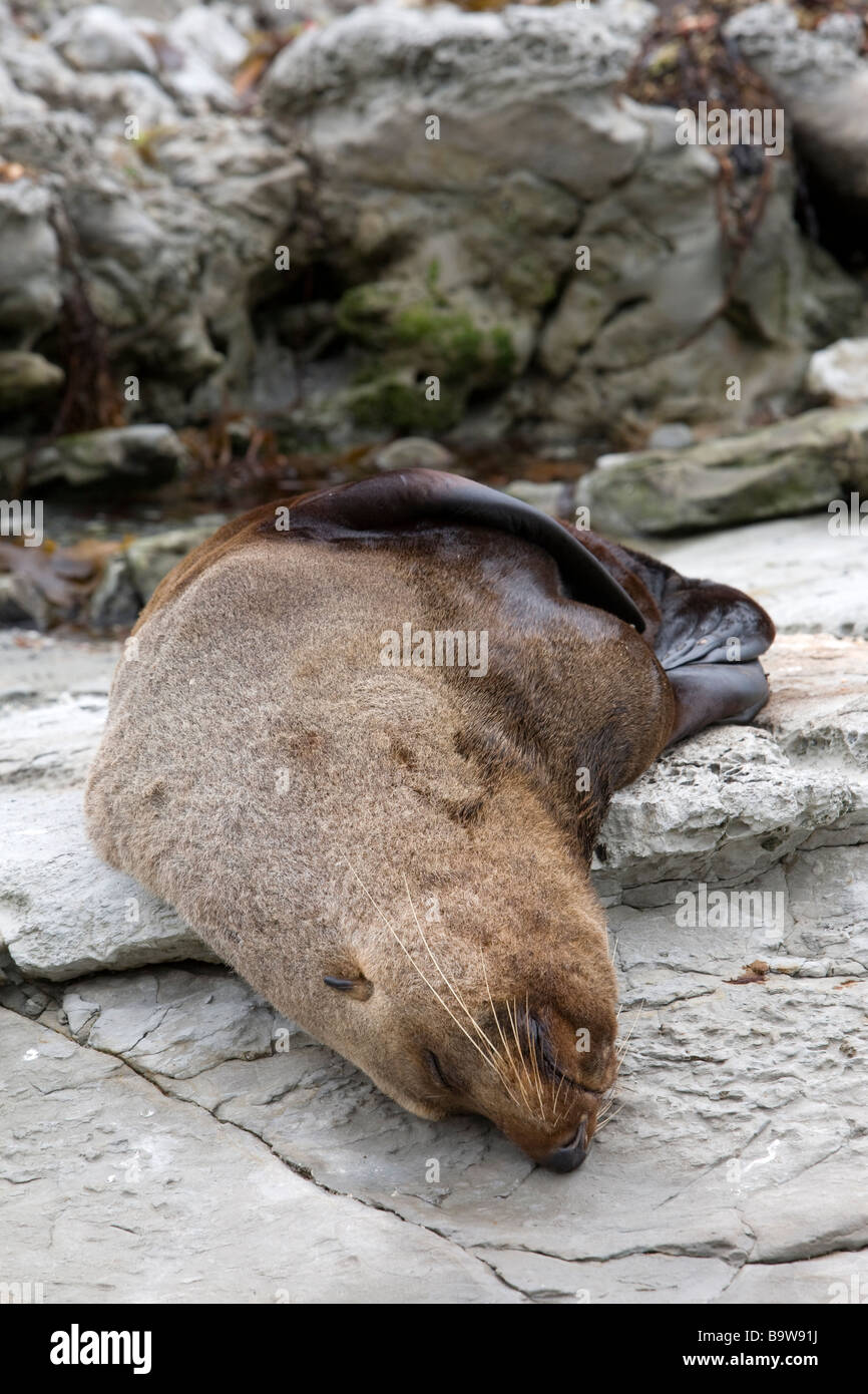 Sea lion on the rocks Stock Photo
