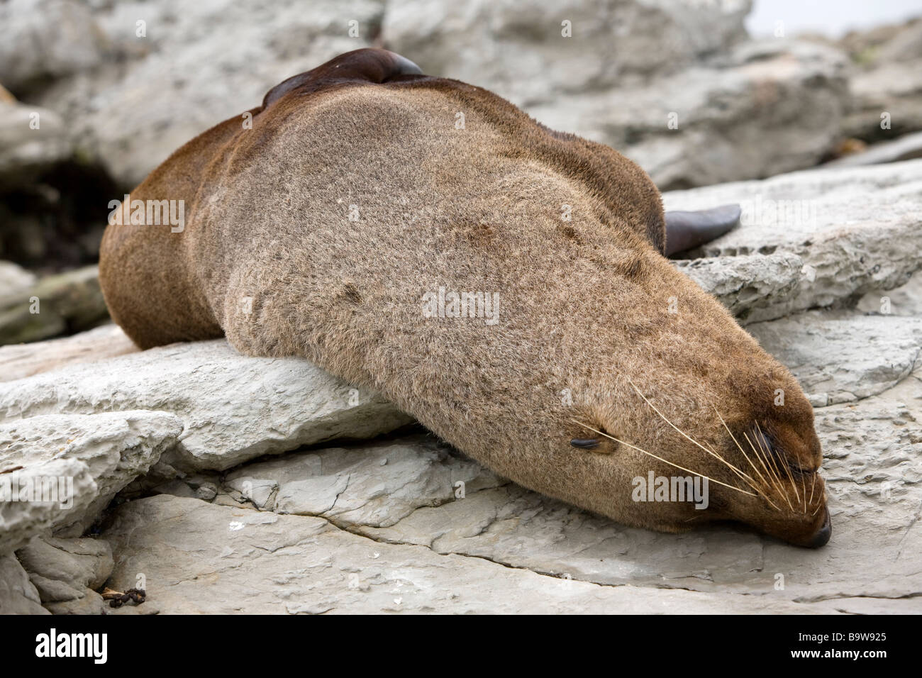 Sea lion on the rocks Stock Photo