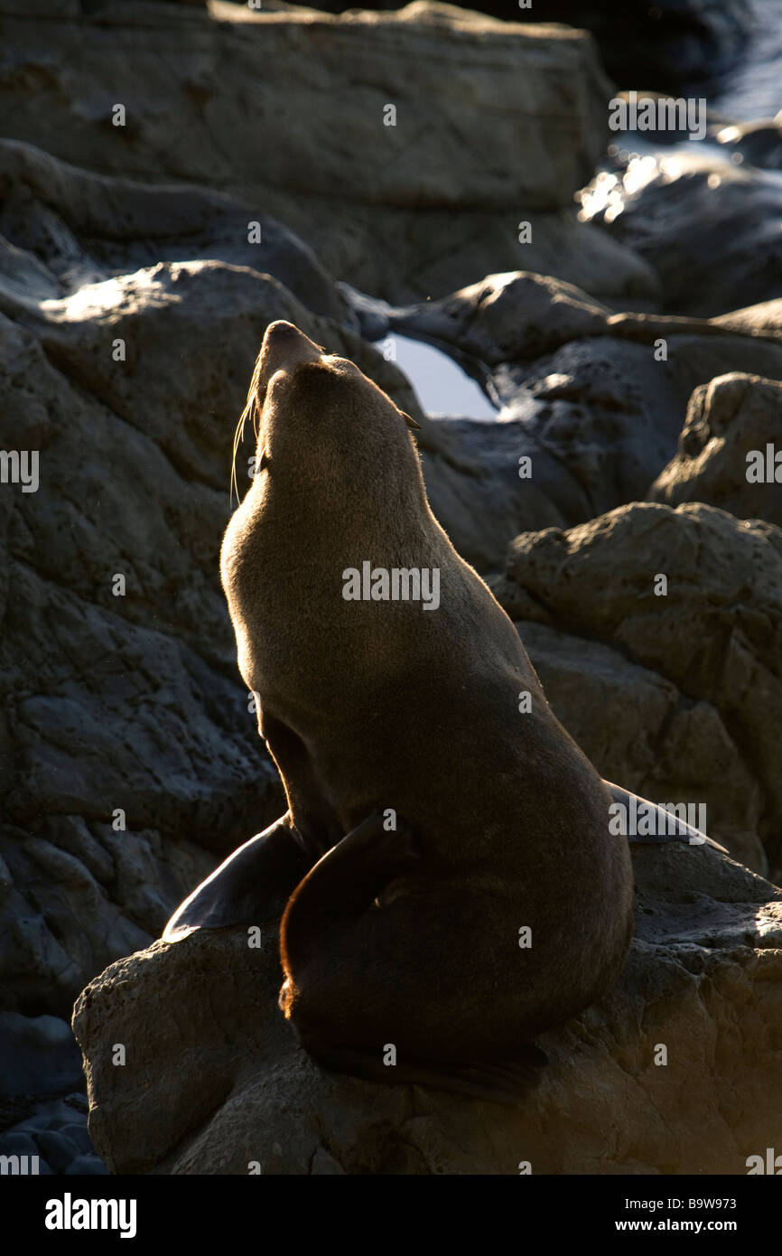 Sea lion, new zealand Stock Photo