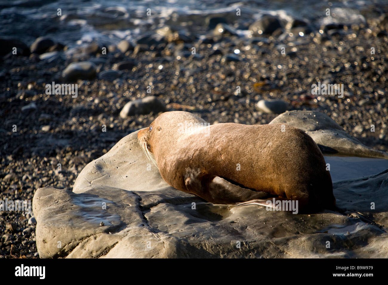 Sea lion, new zealand Stock Photo
