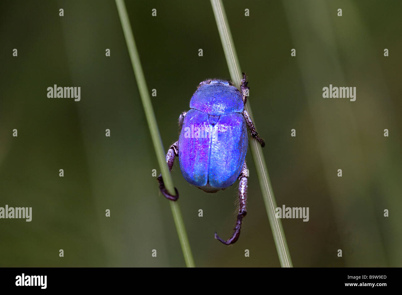 Cerulean Chafer Beetle Hoplia caerulea Stock Photo