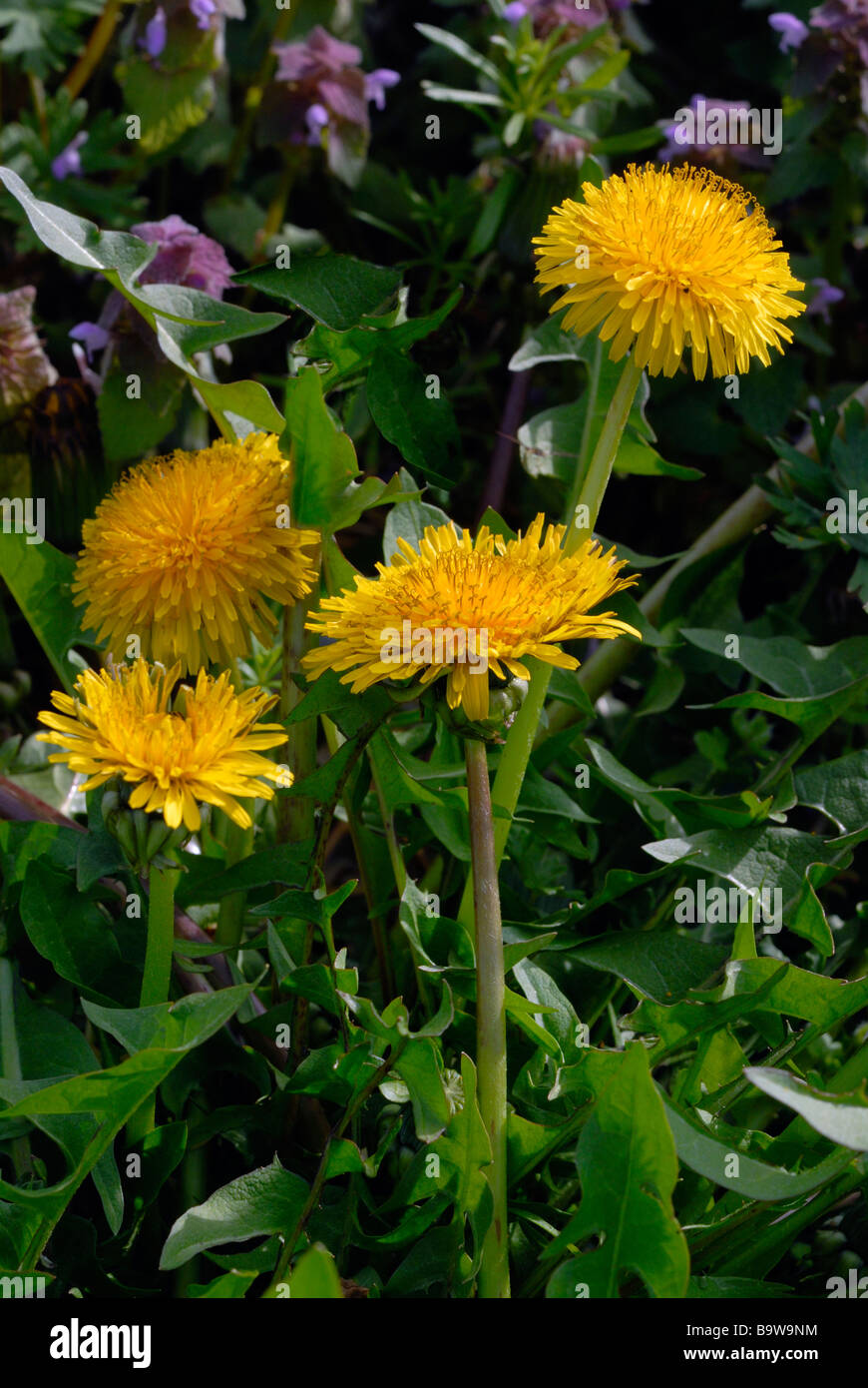 Dandelion flower heads Stock Photo Alamy