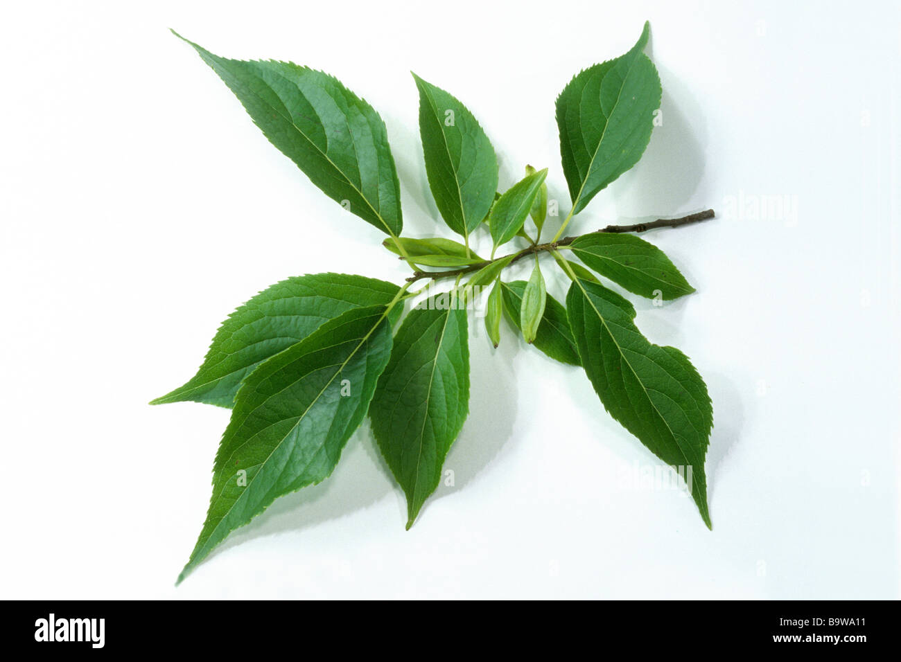 Hardy Rubber Tree, Guttapercha Tree ulmoides), twig with