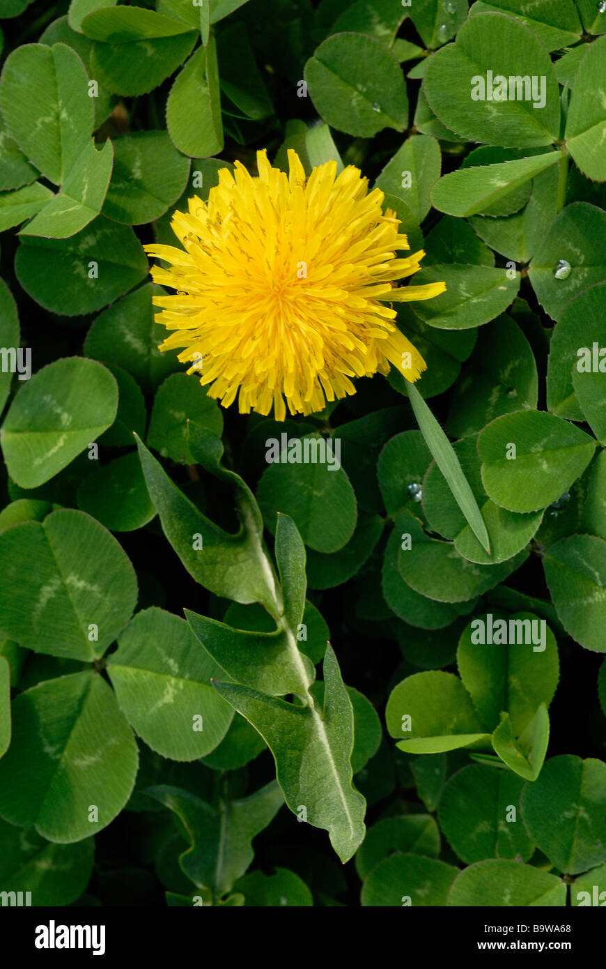 Yellow Dandelion in a patch of white clover Stock Photo Alamy