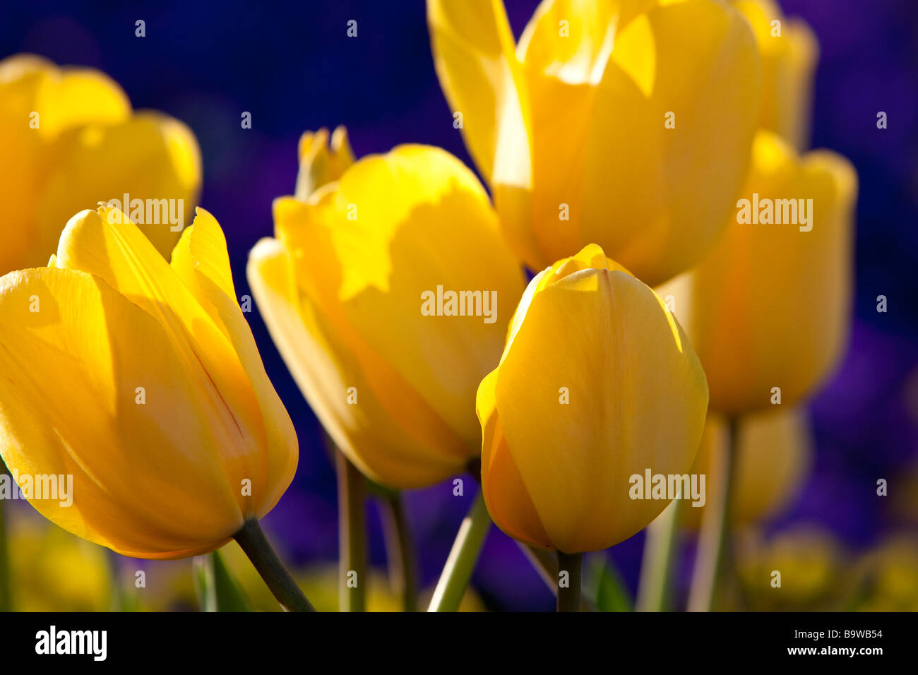 Yellow Tulip Field Stock Photo - Alamy