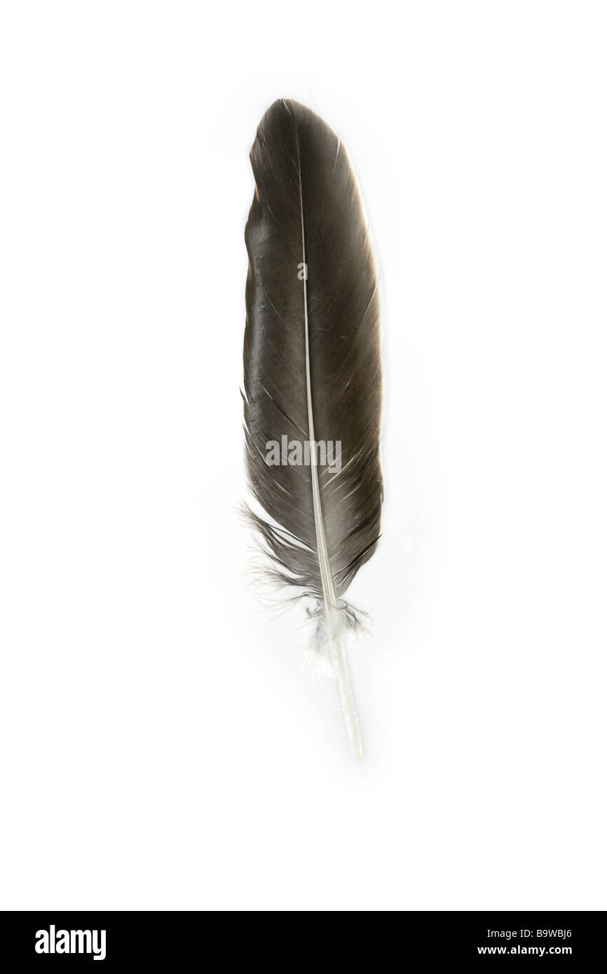 Goose Feather High Resolution Stock Photography and Images - Alamy