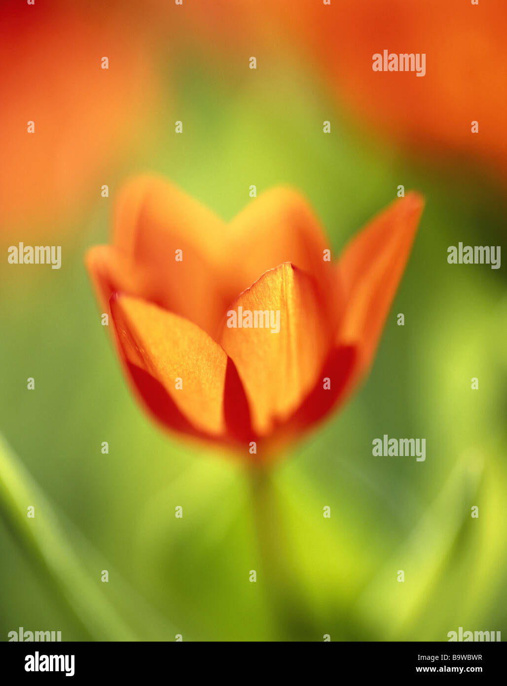 Red onion plant cover hi-res stock photography and images - Alamy