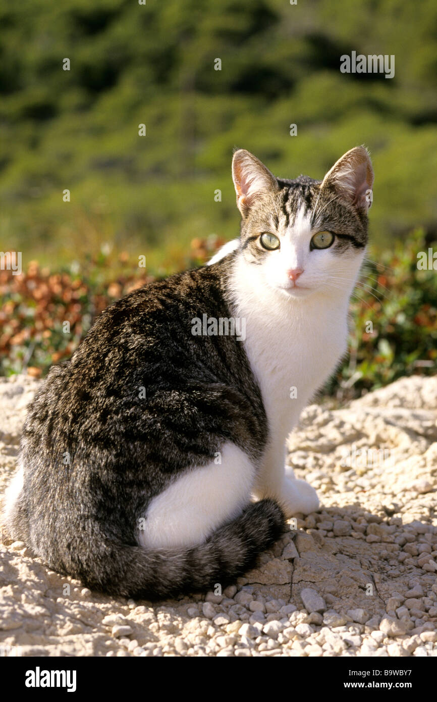Domestic Cat (Felis silvestris, Felis catus). Adult sitting on a rock Stock Photo