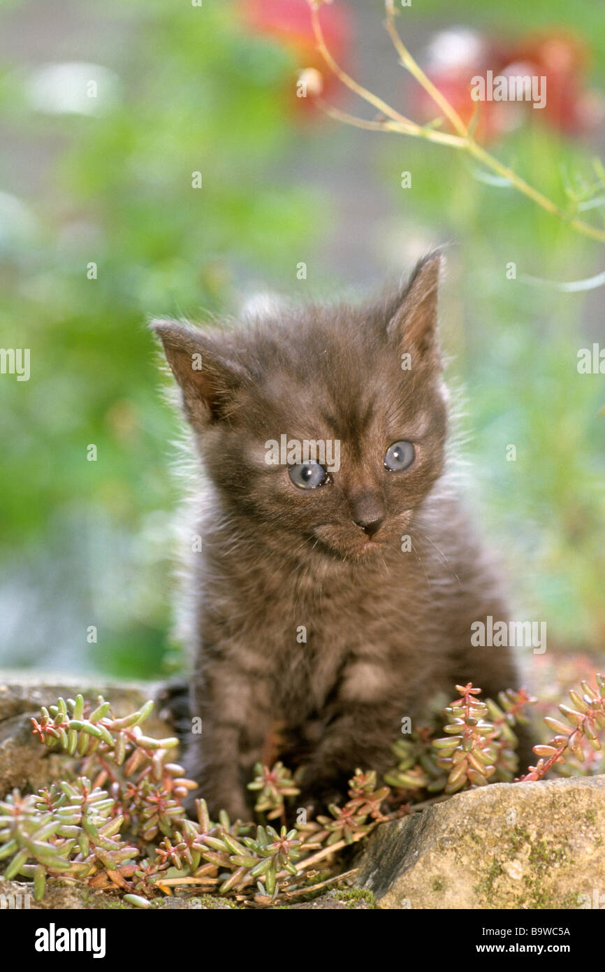 Domestic Cat (Felis silvestris, Felis catus), kitten sitting in garden Stock Photo