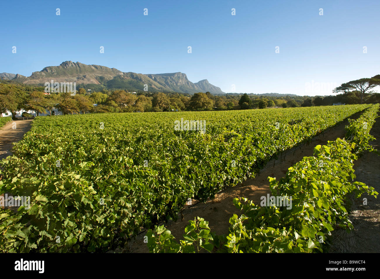 groot constantia wine farm