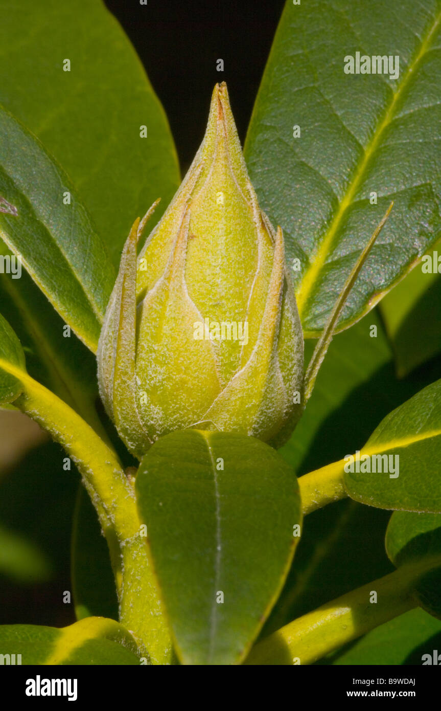 Budding rhododendron hires stock photography and images Alamy