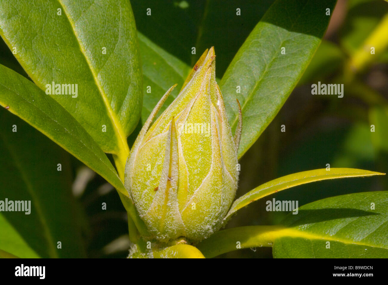budding Rhododendron Bud Stock Photo Alamy