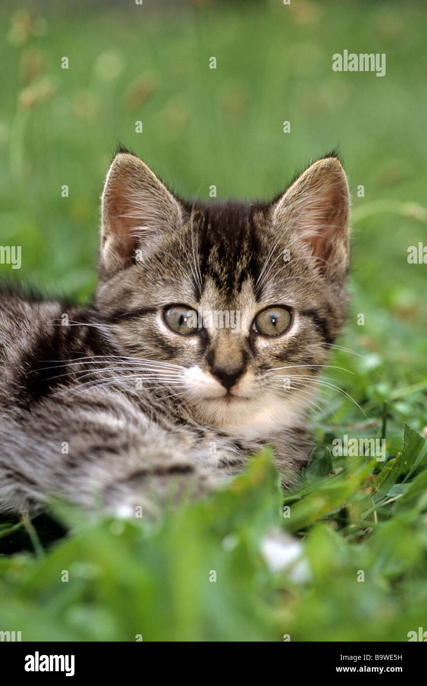 Domestic Cat (Felis silvestris, Felis catus), kitten, portrait Stock Photo