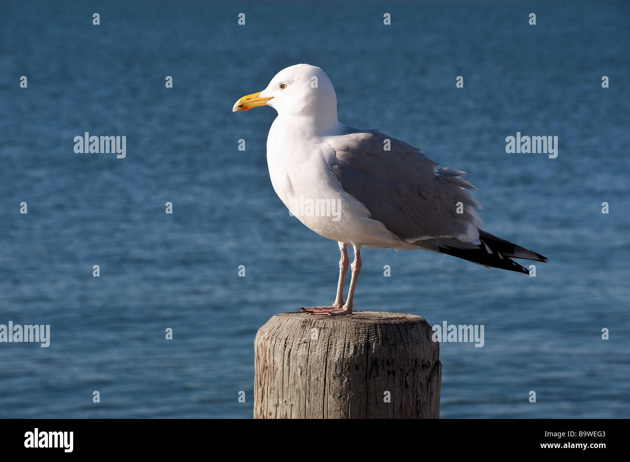 Seagull Stock Photo