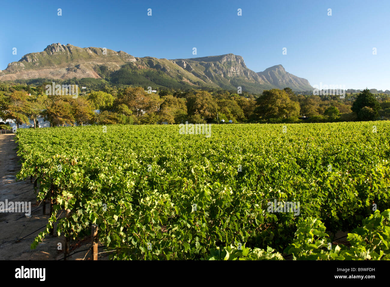 groot constantia wine farm