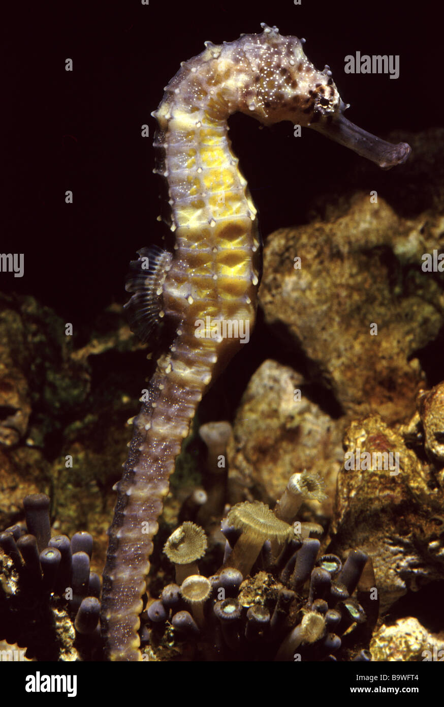 Tiger tail seahorse (Hippocampus comes) Stock Photo